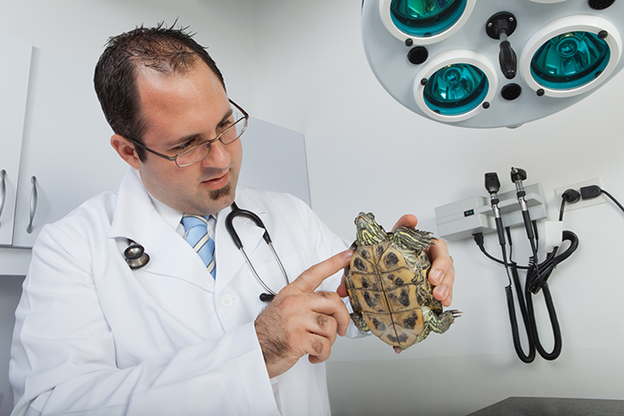 Turtle Vet Vet Science Turtles