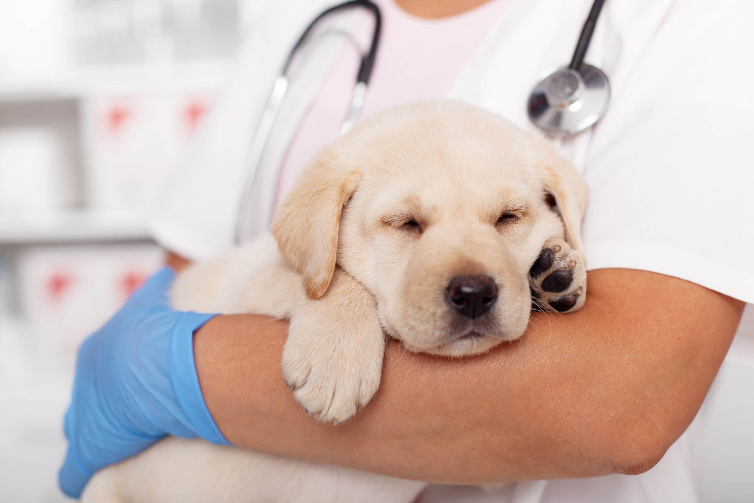 Vet Lab Equipment